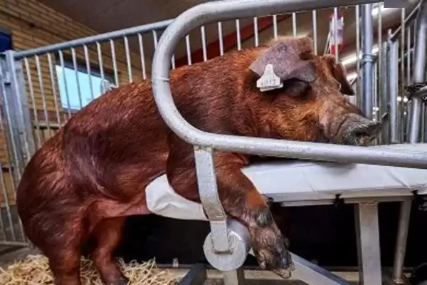 制定养猪防疫表的方法和重点?养猪要做好哪些防疫规划细节?插图4 制定养猪防疫表的方法和重点?养猪要做好哪些防疫规划细节?插图4