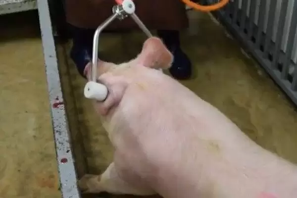 生猪屠宰的方法和重点？养猪要做好哪些屠宰前准备细节？插图2