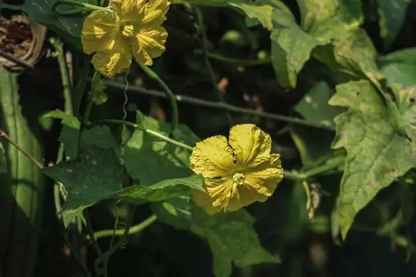 分析丝瓜烂花原因及防治方法的方法和重点？应对丝瓜烂花要做好哪些细节？插图2