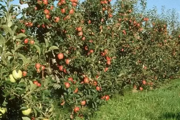 苹果的种植方法,定植后要及时整形、环割插图1 苹果的种植方法,定植后要及时整形、环割插图1