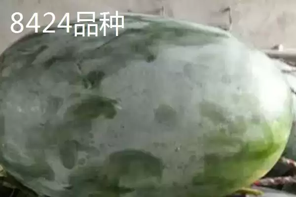 了解西瓜常见品种的方法和重点？认识西瓜品种要做好哪些细节？插图7