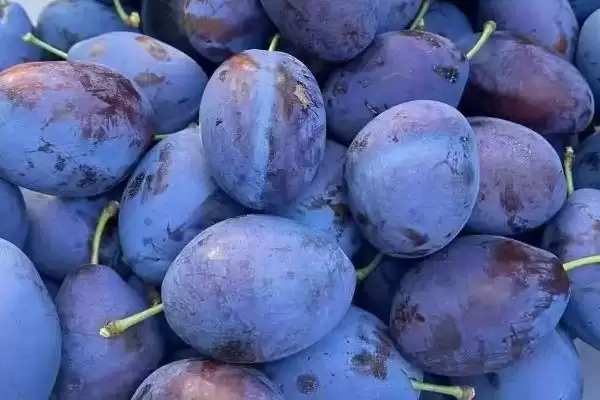 图片[4]-种植前景好的西梅品种和要点？种植西梅选种需关注哪些品种？-会东网