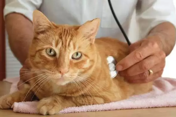 猫反复发烧怎么处理好 ,猫反复发烧先做什么处理插图5 猫反复发烧怎么处理好 ,猫反复发烧先做什么处理插图5