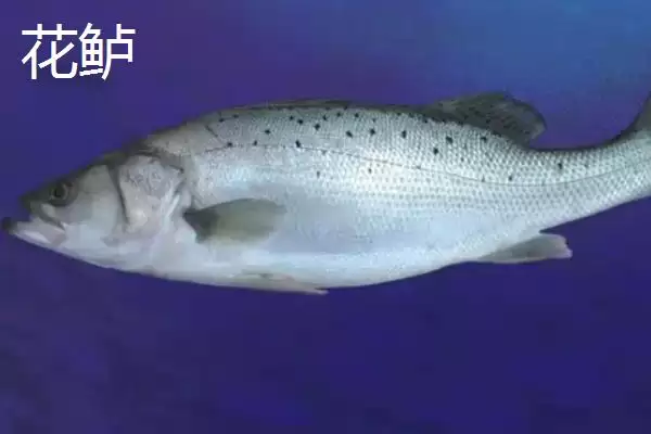 图片[4]-鲈鱼和加州鲈鱼有什么区别 ,鲈鱼与加州鲈鱼的区别在哪-会东网