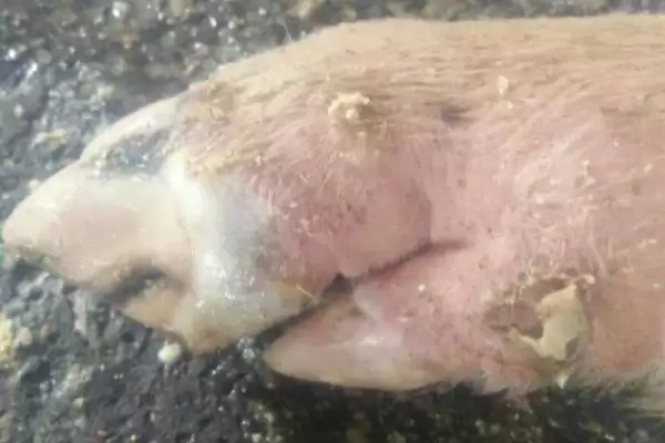 辨别猪患上哪种疾病的方法和重点?养猪要做好哪些疾病诊断细节?插图2 辨别猪患上哪种疾病的方法和重点?养猪要做好哪些疾病诊断细节?插图2