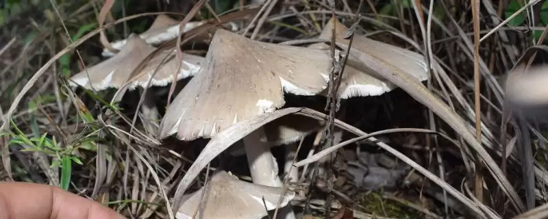 了解云南普洱特产的方法和重点？养鸡要做好哪些地方特产关联？-会东网