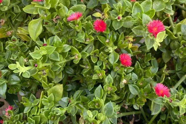 牡丹吊兰的养护方式是怎样的呢,牡丹吊兰养护可放于有充足散射光位置插图3 牡丹吊兰的养护方式是怎样的呢,牡丹吊兰养护可放于有充足散射光位置插图3