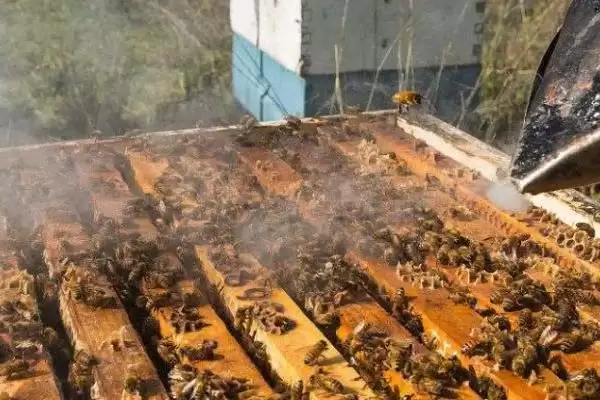 图片[3]-蜜蜂的养殖技术，以下7点尤为重要-会东网