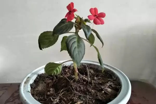 图片[4]-水梅花怎么养？养殖水梅花要掌握哪些关键的养护方法和要点？-会东网