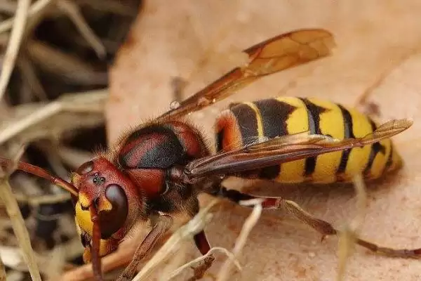如何防止蜜蜂的天敌胡蜂,可人工捕杀或诱杀插图2 如何防止蜜蜂的天敌胡蜂,可人工捕杀或诱杀插图2