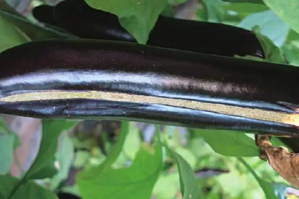 茄子开裂原因剖析:缺乏钙素或浇水不均的影响插图1 茄子开裂原因剖析:缺乏钙素或浇水不均的影响插图1