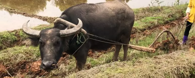 牛的精神和品格颂歌:勤劳憨厚背后的农耕文化-会东网