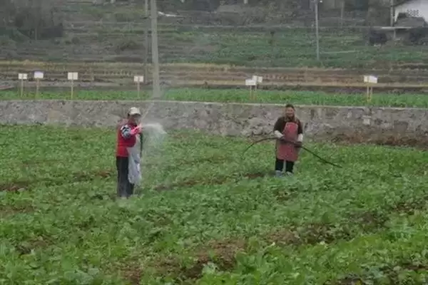 培育油菜壮苗的要素，播种后要时常浇水保湿插图1