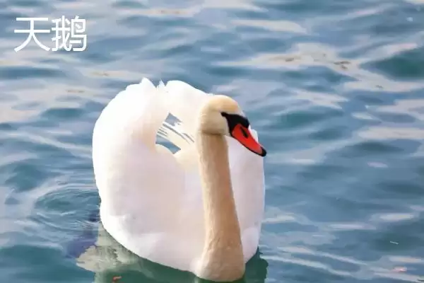 图片[2]-天鹅和大鹅的区别？区分天鹅和大鹅要关注哪些重要的形态、习性差异？-会东网