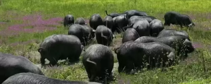 内江猪的故乡探秘：原产于四川省内江县的独特品种-会东网