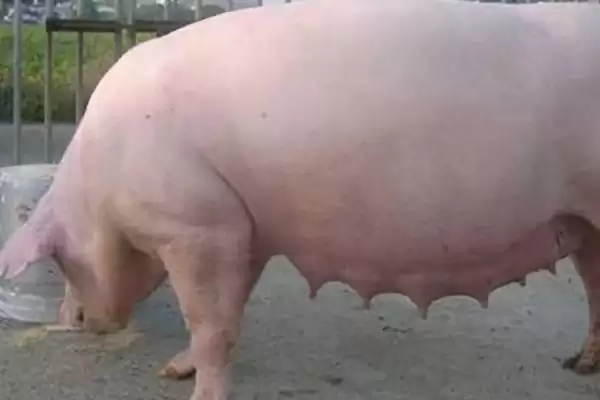 了解猪吃土好处的方法和重点？养猪要做好哪些行为习性分析细节？插图2