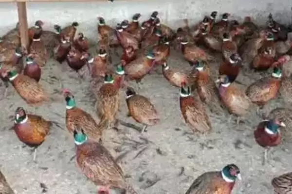 确定养殖野鸡所需投资的方法和重点?养鸡要做好哪些成本预算?插图1 确定养殖野鸡所需投资的方法和重点?养鸡要做好哪些成本预算?插图1