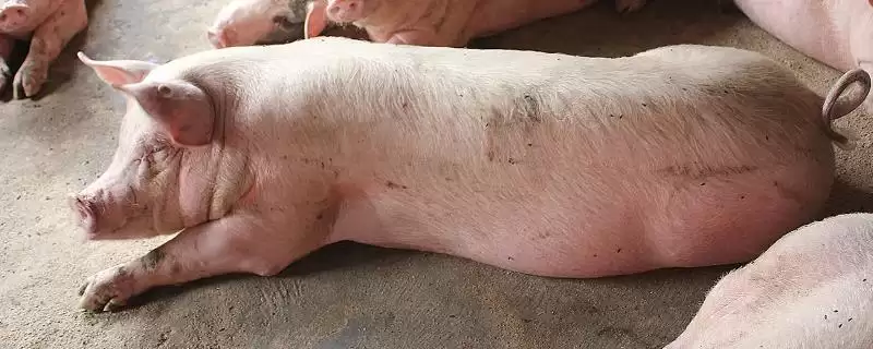 处理猪拉稀不吃食问题的方法和重点?养猪要做好哪些疾病应对细节?插图 处理猪拉稀不吃食问题的方法和重点?养猪要做好哪些疾病应对细节?插图