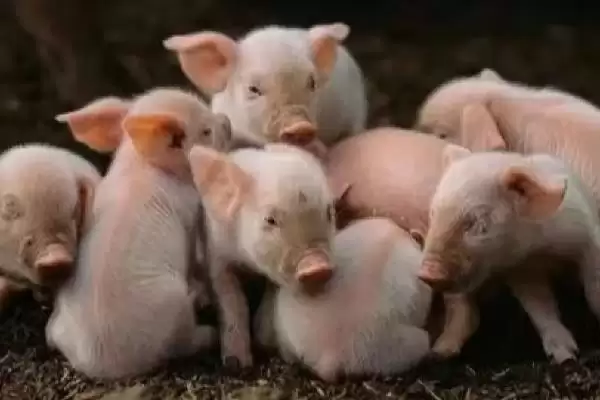 识别新生仔猪正常粪便状态的方法和重点?养猪要做好哪些健康观察细节?插图1 识别新生仔猪正常粪便状态的方法和重点?养猪要做好哪些健康观察细节?插图1