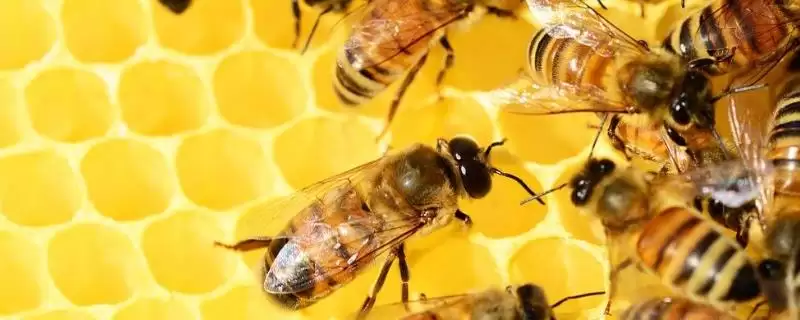 天然荆条蜜的价格,一斤通常超过40元-会东网