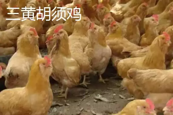 图片[10]-广东紫金县的特产，八刀汤是当地的招牌美食-会东网