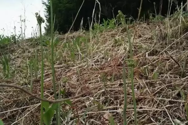 图片[2]-种植蕨菜的效益和前景？种植蕨菜需关注哪些经济收益前景？-会东网