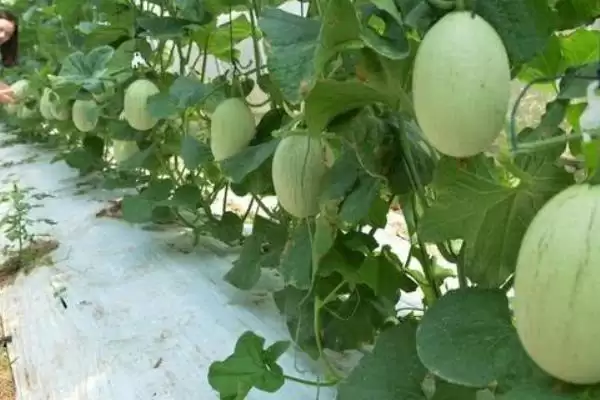 图片[4]-甜瓜适合在什么季节种植？确定甜瓜种植季节要考虑哪些气候和生长特性？-会东网