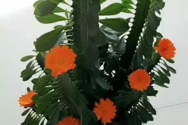 图片[2]-龙骨花的养殖方法 ,龙骨花养殖为何需充足散射光？-会东网
