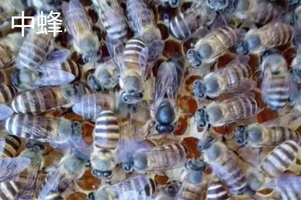 图片[5]-西蜂和中蜂的区别，科属、外观、蜂种等均不同-会东网
