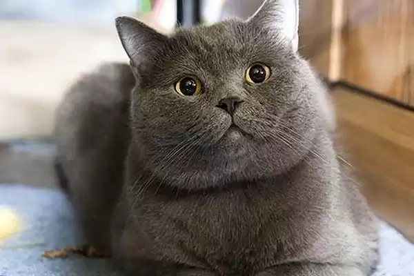 图片[9]-猫咪发腮好还是不好 ,猫咪发腮仅影响体型和外表-会东网