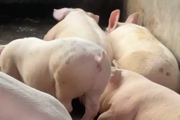 解决猪流感不吃食问题的方法和重点？养猪要做好哪些流感应对细节？插图1