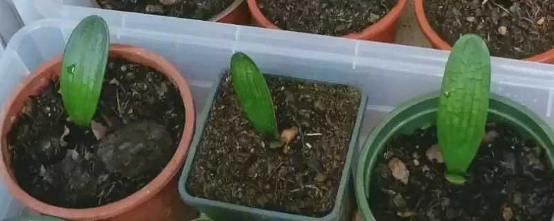 君子兰一叶苗的挑选方法 ,挑选君子兰一叶苗看什么特征？-会东网