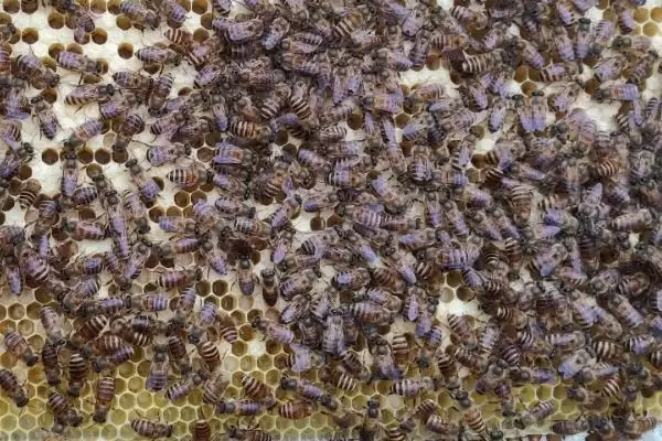 天柱中蜂和阿坝中蜂哪个好，要根据实际情况来综合考量插图3