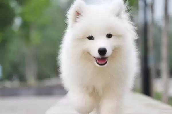 图片[5]-萨摩耶犬和爱斯基摩犬的区别？区分萨摩耶犬和爱斯基摩犬要关注什么？-会东网