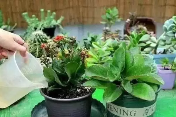 图片[5]-养花长得茂盛的方法和重点？养花长得茂盛要做好哪些细节？-会东网