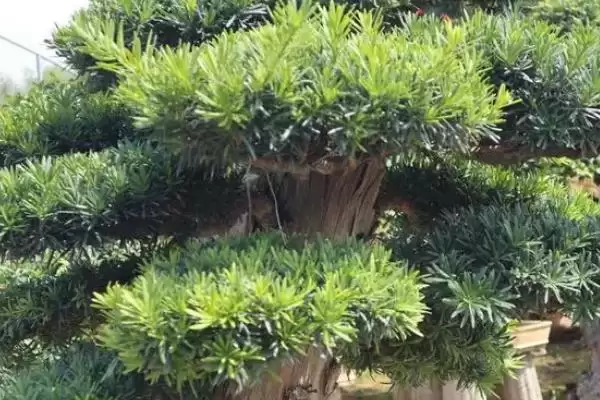 图片[4]-罗汉松出现污煤病的原因是什么 ,罗汉松为何会有污煤病-会东网