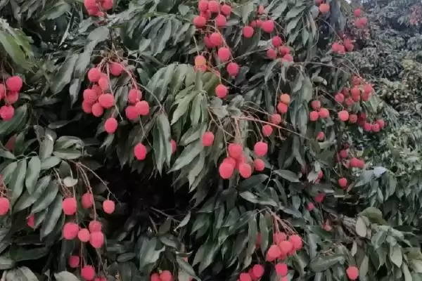 图片[3]-荔枝的施肥方法 ,荔枝开花前施肥量有何要求？-会东网