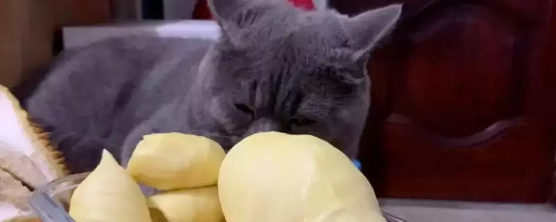 榴莲对猫的危害表现 ,榴莲导致猫呕吐的原因是什么?插图 榴莲对猫的危害表现 ,榴莲导致猫呕吐的原因是什么?插图