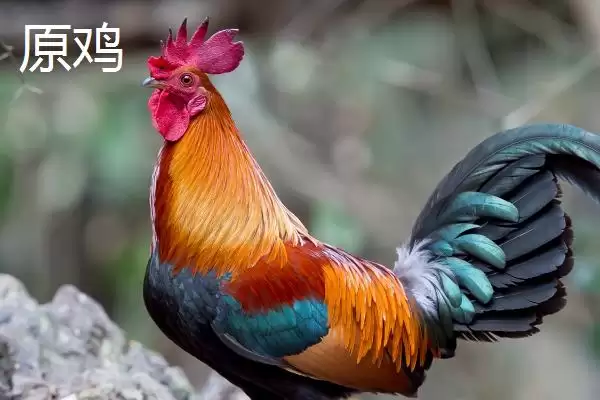 区分原鸡和野鸡的方法和重点?养鸡要做好哪些品种区分工作?插图1 区分原鸡和野鸡的方法和重点?养鸡要做好哪些品种区分工作?插图1