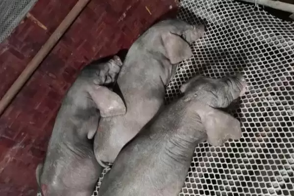 辨别太湖母猪外观的方法和重点?养猪要做好哪些品种识别细节?插图2 辨别太湖母猪外观的方法和重点?养猪要做好哪些品种识别细节?插图2