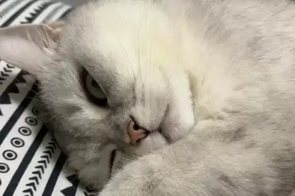 猫睁眼睡觉的原因是什么呢 ,猫睁眼睡觉属于正常的现象插图2