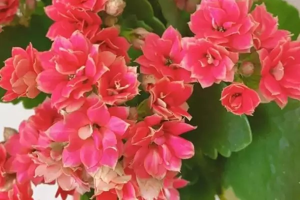 图片[2]-探寻长寿花不开花原因的方法和重点？探寻长寿花不开花原因要做好哪些细节？-会东网