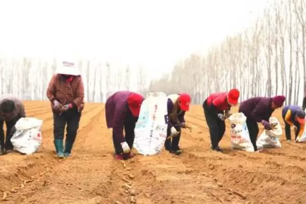 种植丝瓜的方法和重点？种丝瓜要做好哪些细节？插图2