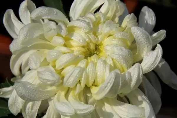 九月菊的长高控制 ,如何对九月菊进行控制使其不长高呢?插图4 九月菊的长高控制 ,如何对九月菊进行控制使其不长高呢?插图4