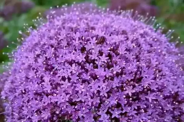 图片[4]-夕雾花花语的含义和要点？理解夕雾花花语需关注哪些关键？-会东网