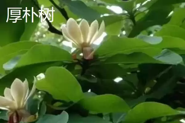 图片[5]-朴树常见品种大集合：可作绿化树种的优势品种介绍-会东网