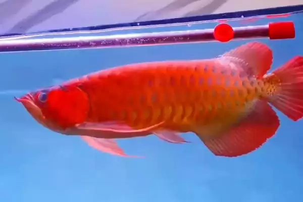 图片[4]-金龙鱼和红龙鱼的混养问题 ,金龙鱼和红龙鱼能混养吗-会东网