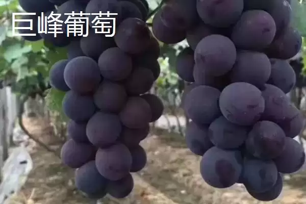 葡萄种类分类揭秘：酿酒系列和鲜食系列的特点对比插图4