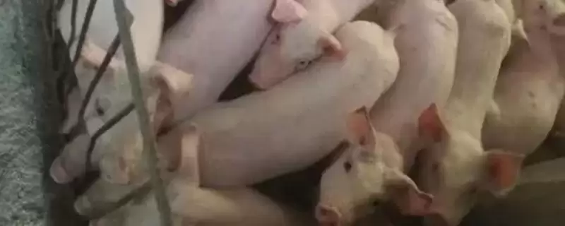 处理小猪咬架问题的方法和重点？养猪要做好哪些行为管理细节？-会东网