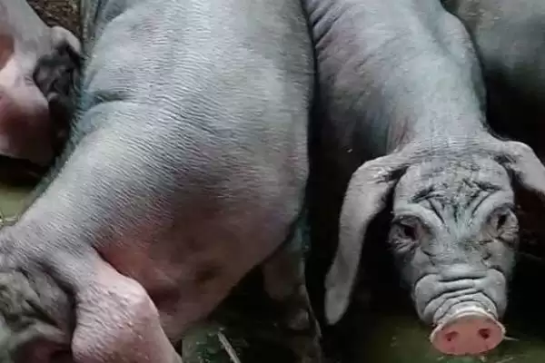 辨别太湖母猪外观的方法和重点?养猪要做好哪些品种识别细节?插图3 辨别太湖母猪外观的方法和重点?养猪要做好哪些品种识别细节?插图3